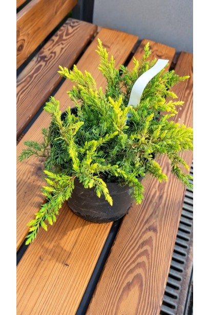 Ялівець Санфлаер (Juniperus conferta Sunflower) у садовому центрі Проксіма